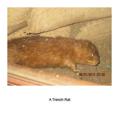 A Trench Rat
