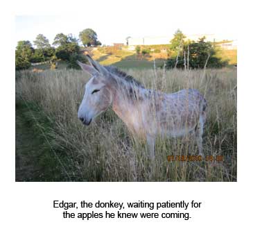 Edgar, the donkey