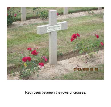Red roses between the rows of crosses